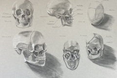 MARY-VASQUEZ-Project-1.2-Diagram-of-the-Skull-