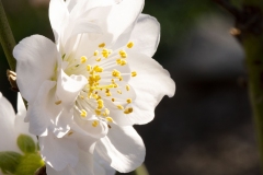 MACRO-PHOTOGRAPHY-FEBRUARY-2023-1