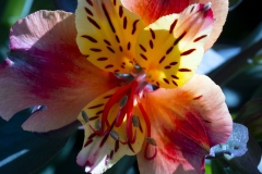 MACRO-PHOTOGRAPHY-FEBRUARY-2023-10