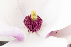 MACRO-PHOTOGRAPHY-FEBRUARY-2023-11
