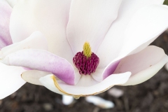 MACRO-PHOTOGRAPHY-FEBRUARY-2023-12