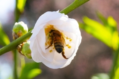 MACRO-PHOTOGRAPHY-FEBRUARY-2023-14
