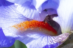 MACRO-PHOTOGRAPHY-FEBRUARY-2023-2
