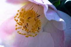 MACRO-PHOTOGRAPHY-FEBRUARY-2023-3