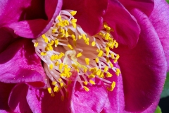 MACRO-PHOTOGRAPHY-FEBRUARY-2023-4