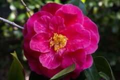 MACRO-PHOTOGRAPHY-FEBRUARY-2023-5