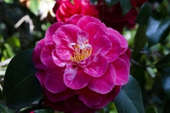 MACRO-PHOTOGRAPHY-FEBRUARY-2023-6