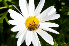 MACRO-PHOTOGRAPHY-FEBRUARY-2023-7