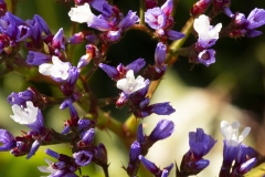 MACRO-PHOTOGRAPHY-FEBRUARY-2023-8