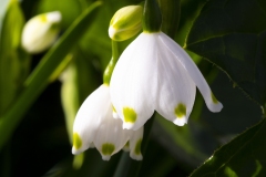 MACRO-PHOTOGRAPHY-FEBRUARY-2023-9