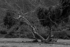 Rain_2021_Mary_Vasquez_Photography__5-5af779c9