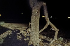 joshua-tree-monster-closeup