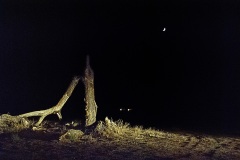 joshua-tree-monster